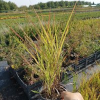 Мискантус Пурпурасценс, студоустойчива трева, снимка 12 - Градински цветя и растения - 38141351