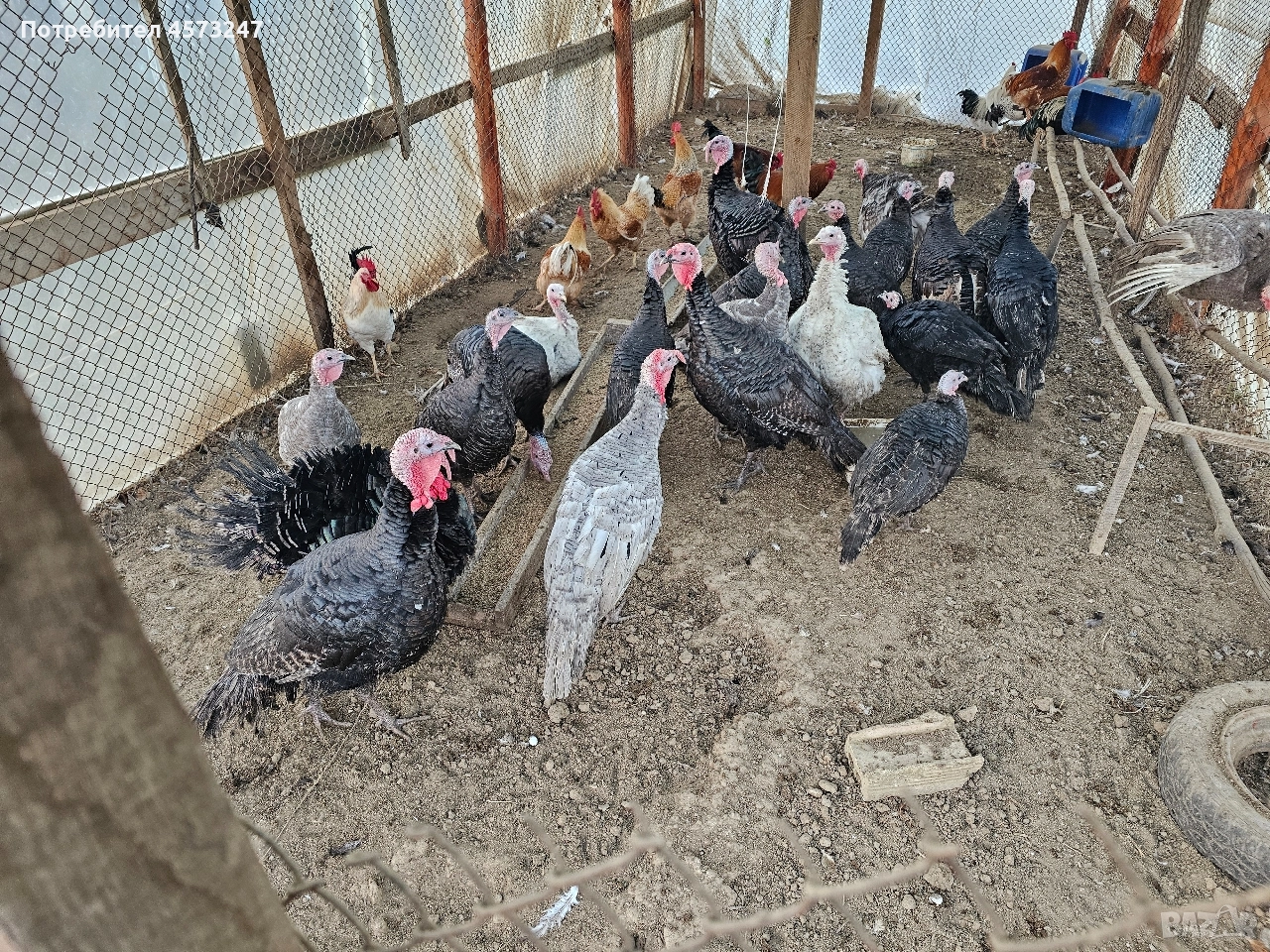 пуики и петли за клане, снимка 1