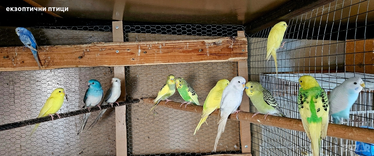 Продавам 10 бр вълнисти , снимка 1