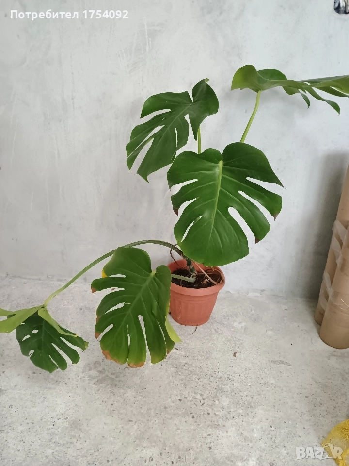 Monstera Deliciosa , снимка 1