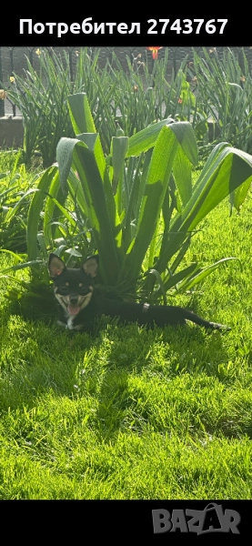 Пинчер, снимка 1