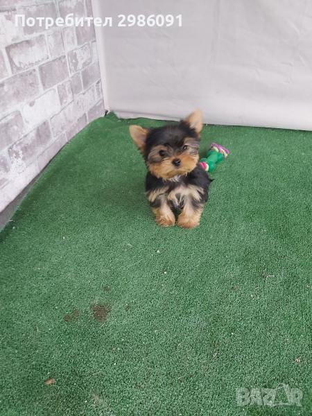 Мини йоркширски териер , снимка 1
