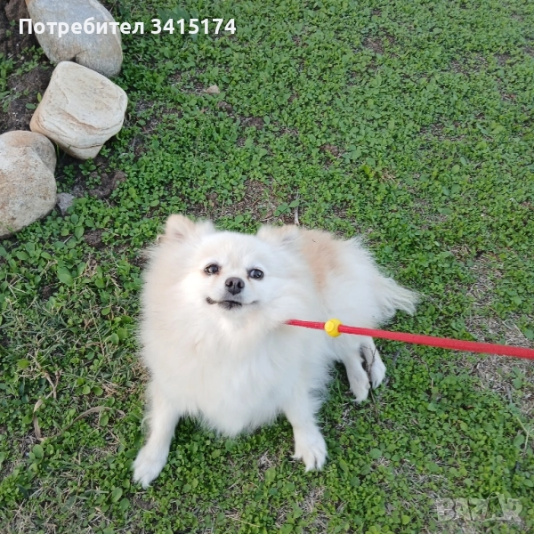 Продавам женска померанка/шпиц , снимка 1