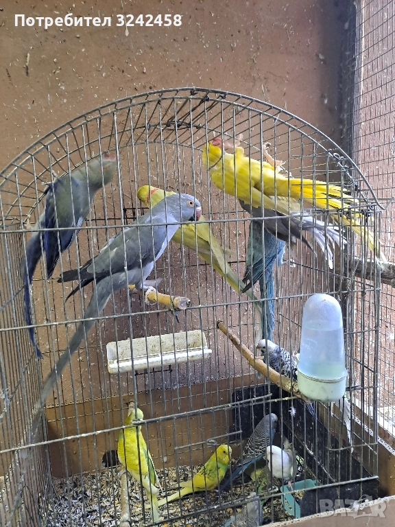 Продавам папагали и клетки , снимка 1