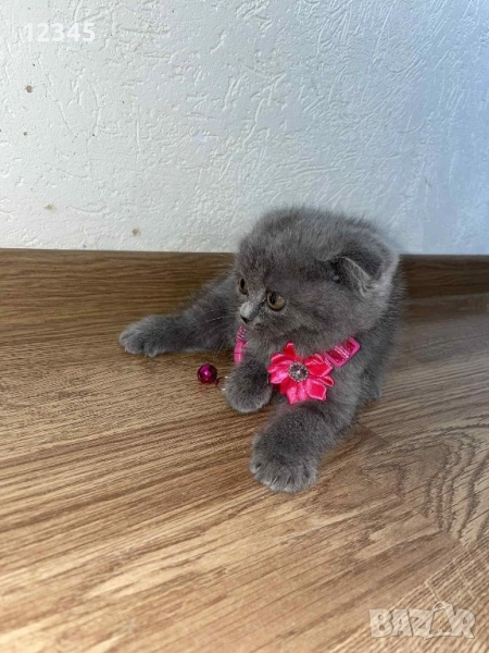 Чистокръвна шотландска кукличка , снимка 1