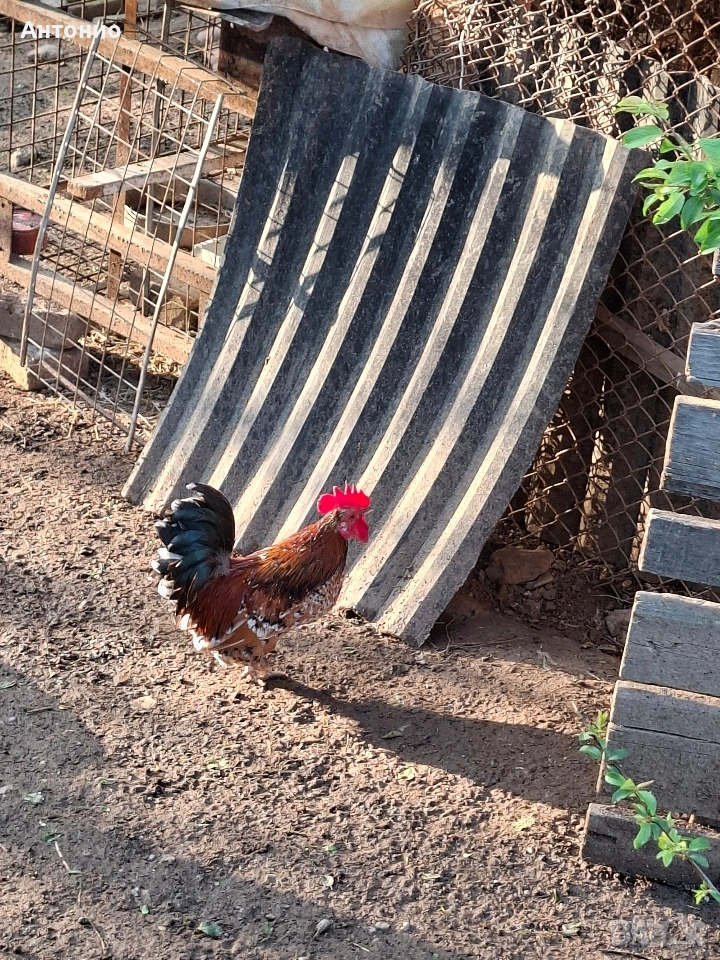 продавам джинки , снимка 1