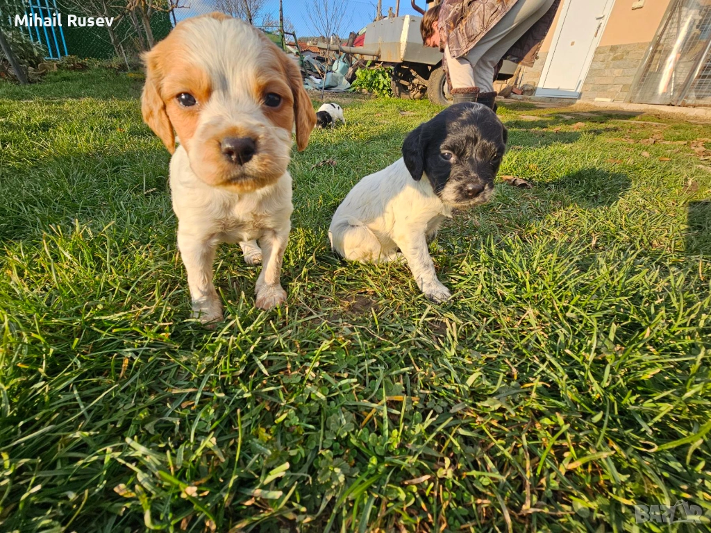 Епаньол бретон, снимка 1