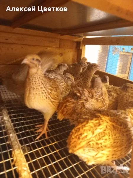 Пъдпъдъци, снимка 1