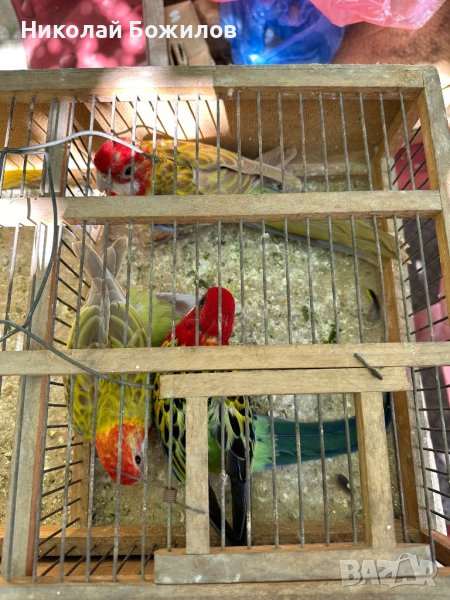 Продавам папагали Розели- пъстри светли и тъмни, снимка 1