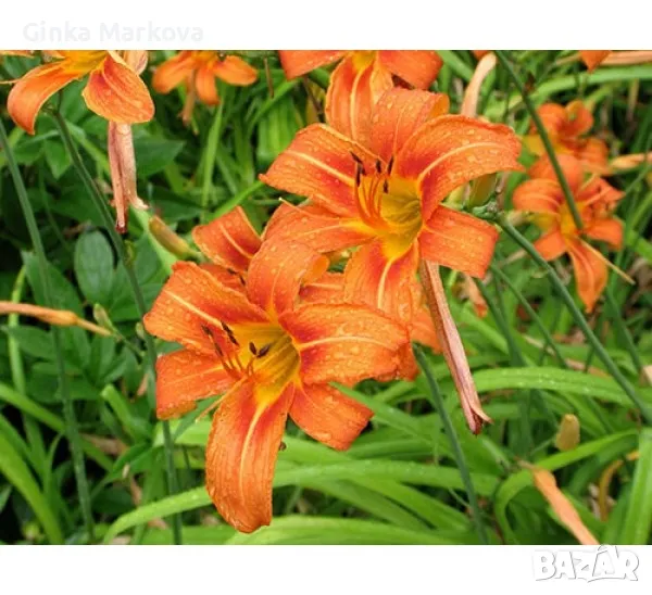 Хемерокалис - 1,99лв., снимка 1