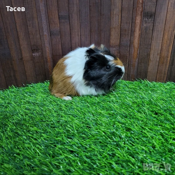 Морски свинчета, снимка 1