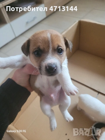 Джак Ръсел , снимка 6 - Джак ръсел териер - 53147122