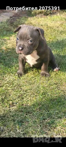 Топ Американско були покет American bully , снимка 10 - Други - 55673088