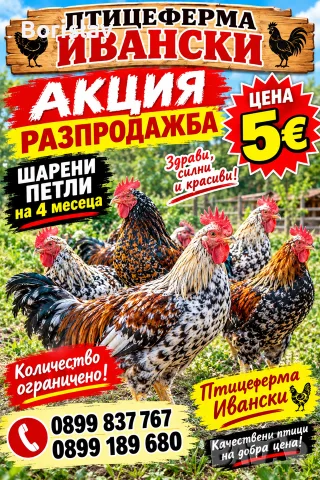 Петли 4 месеца  Ивански