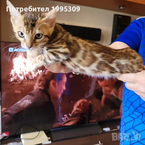 Бенгалски котета