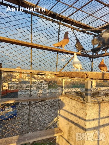 Продавам пазарджишки  високолетци, снимка 11 - Гълъби - 39956489