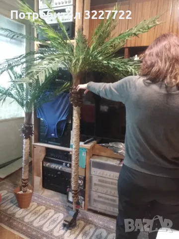 Изк. палма малка , снимка 4 - Изкуствени цветя - 49942666