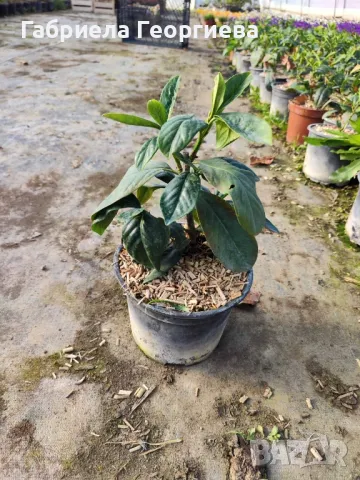 Лавровишна новита , снимка 3 - Градински цветя и растения - 49739749