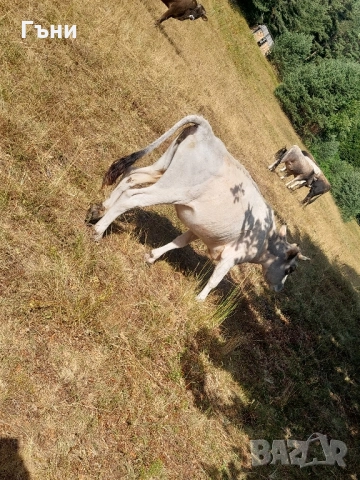 крави юници телета, снимка 6 - Крави - 51529893