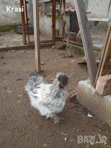 Петлета копринка, снимка 5 - Кокошки и пуйки - 53160112