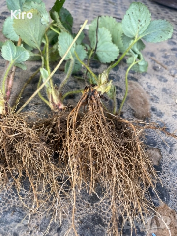 Разсад ягоди АЛБА 0.35 ст за количество, снимка 2 - Разсади - 52299809