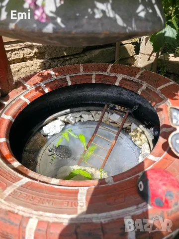 Водни костенурки, снимка 2 - Костенурки - 55902814