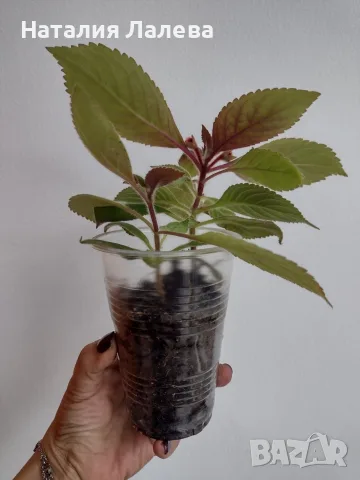 Колерия, kohleria red, снимка 3 - Стайни растения - 56304422
