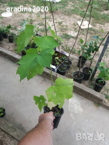 Малина (rubus odoratus) - розово цъфтяща малина, снимка 7 - Градински цветя и растения - 28613794