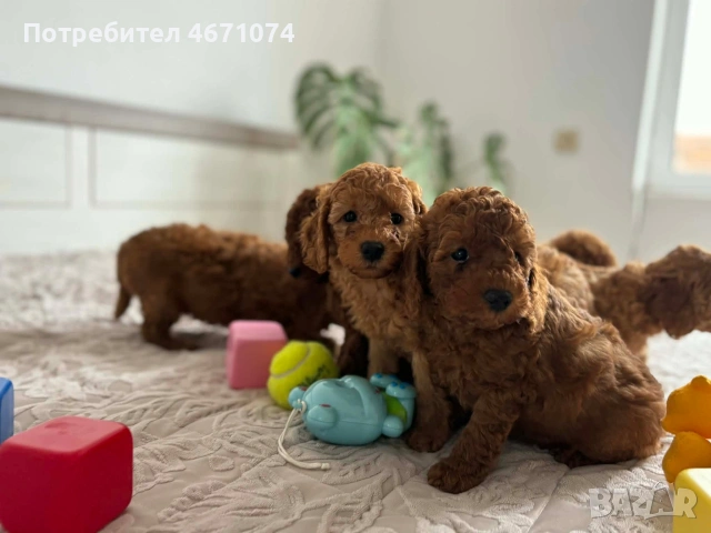 Продавам мини пуделчета , снимка 4 - Пудели - 54058158