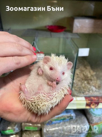 Алжирски мини таралежчета, снимка 2 - Таралеж - 38411820