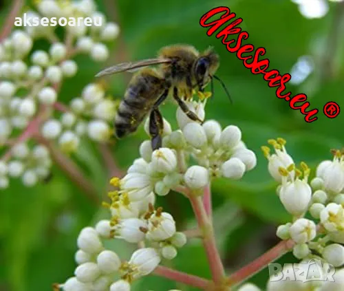 Фиданки от медоносното дърво на пчеларя Еводия Даниели разсад дръвчета за медосбор, снимка 7 - Разсади - 49271875