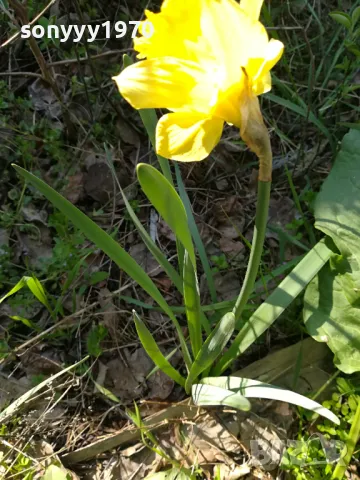 ГРЪМ ОТ НАРЦИСИ 25БР С ЛУКОВИЦИ 1504250637, снимка 7 - Градински цветя и растения - 49899615