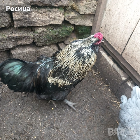 Предлагам разплодни яйца от Амераукана, снимка 7 - Кокошки и пуйки - 49744317