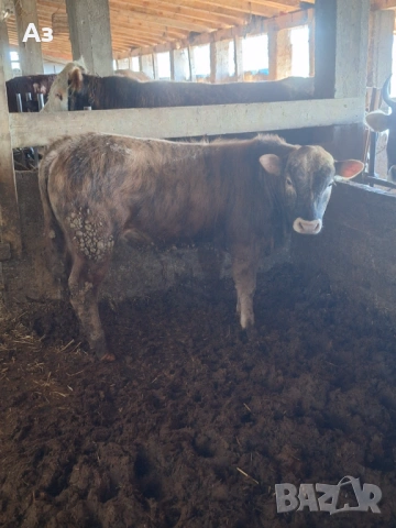 Продавам телета Абердин Ангус, снимка 2 - Крави - 54069146