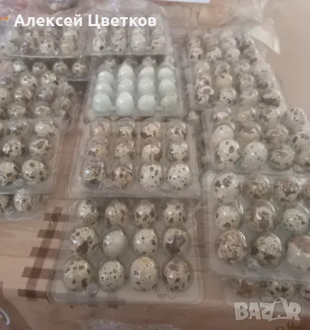 Яйца от пъдпъдъци, снимка 7 - други­ - 42841001