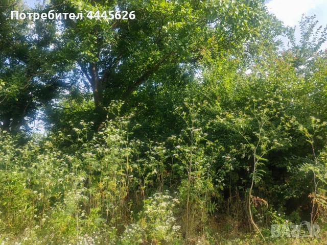 Собственик продава дворно място със стара къща в с. Ряхово