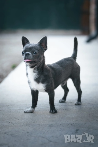 Синьо мъжко чихуахуа за разплод, снимка 3 - Чихуахуа - 52299258