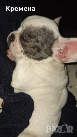 Френски булдок , снимка 5 - Френски булдог - 54071421