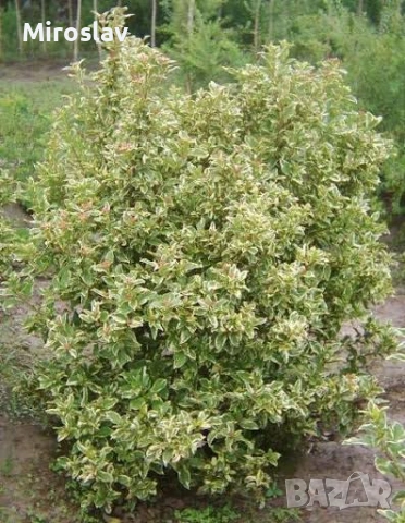 Лаврова Калина (Вариегатна), снимка 3 - Градински цветя и растения - 53986316