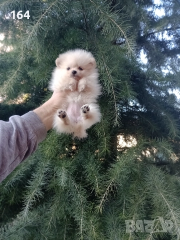 Женски мини Померан . Снимки от 27.12.25 г, снимка 5 - Померан - 52908522