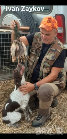 Продавам епаньол-бретон, снимка 5 - Други - 53950070