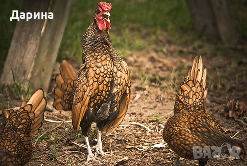 Оплодени яйца от декоративи кокошки златен Зибрайт, снимка 2 - Кокошки и пуйки - 53280914