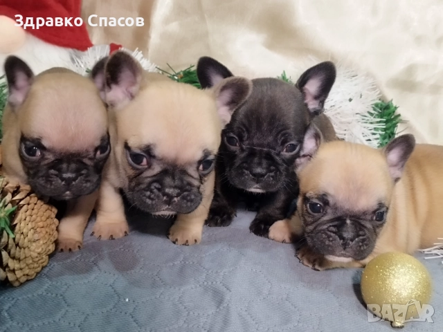 Френски булдог - бебета, снимка 2 - Френски булдог - 52821585