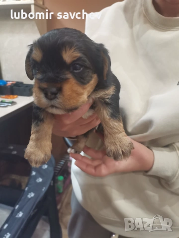 Шарени йоркита , снимка 3 - Йоркширски териер - 54048173