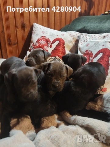 кане корсо бебета, снимка 3 - Кане корсо - 53035265