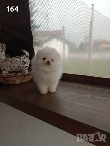 Бели Померани. Реални снимки от 21.03.26 г. , снимка 5 - Померан - 53905121