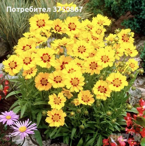 💛🧡💛 Кореопсис /Coreopsis/ 💛🧡💛, снимка 8 - Градински цветя и растения - 48916837