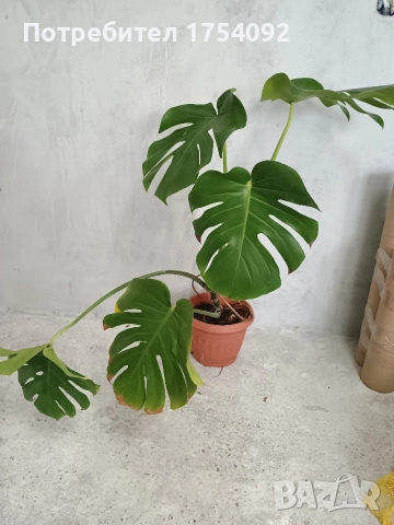 Monstera Deliciosa 