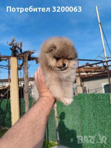 Померанче мини мъжко , снимка 7 - Померан - 54271762