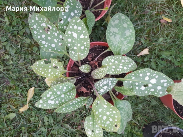 Различни видове градински растения, снимка 6 - Градински цветя и растения - 52291455